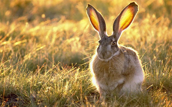 野兔在草叢中 桌布 圖片