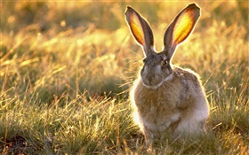 野兔在草叢中 高清桌布