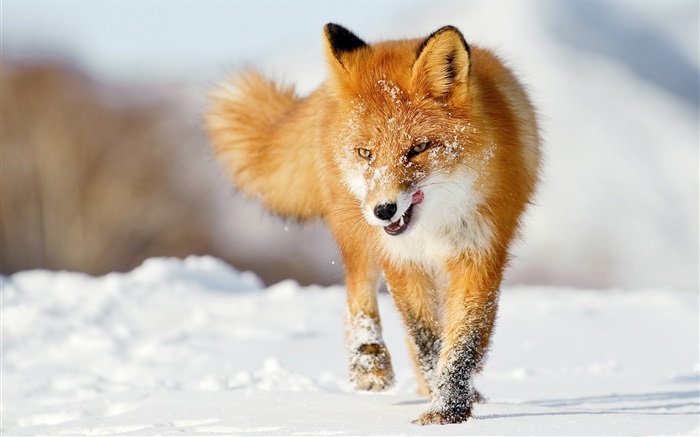 冬季狐狸 桌布 圖片