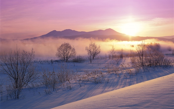 冬天的早晨，雪，樹，霧，日出 桌布 圖片
