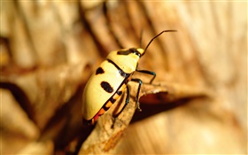 黃甲蟲特寫 高清桌布