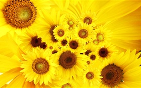 黃色的花，向日葵 高清桌布