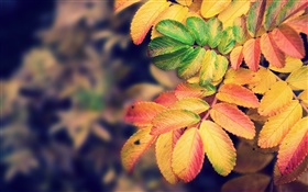 黃色的葉子，秋天 高清桌布