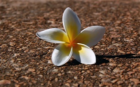 一個雞蛋花，白黃色花瓣 高清桌布