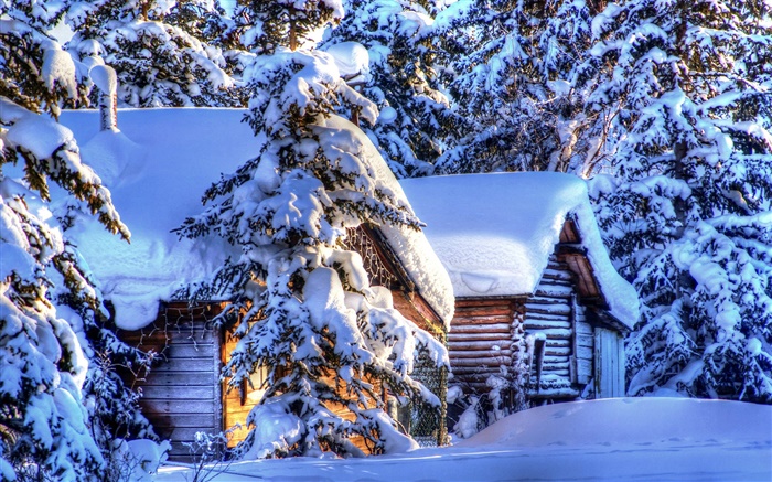 阿拉斯加，厚厚的積雪，森林，雲杉，木屋，冬季 桌布 圖片