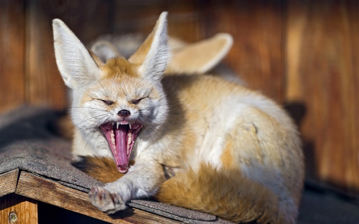 動物，狐狸打哈欠 桌布 圖片