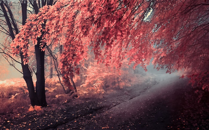 秋天的顏色，紅葉，路徑 桌布 圖片