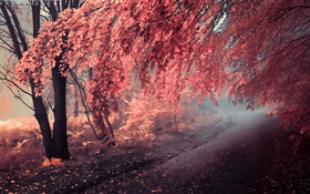 秋天的顏色，紅葉，路徑 高清桌布