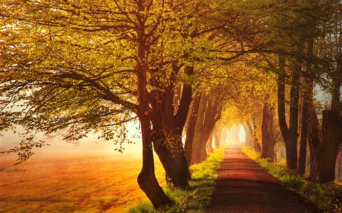 秋天，黎明，樹木，道路，霧 桌布 圖片