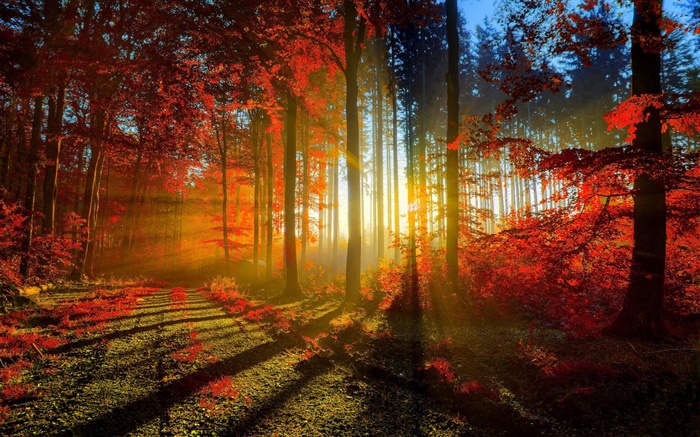 秋季，森林，樹木，太陽光線 桌布 圖片