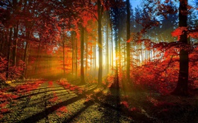 秋季，森林，樹木，太陽光線