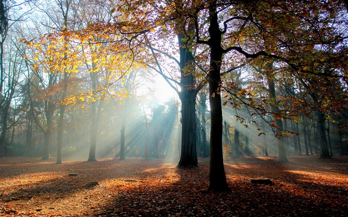 秋季，森林，樹木，太陽 桌布 圖片