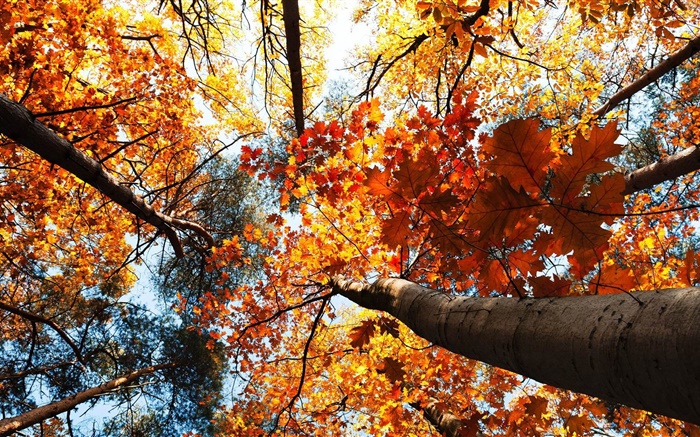 秋天，槭樹，紅葉 桌布 圖片