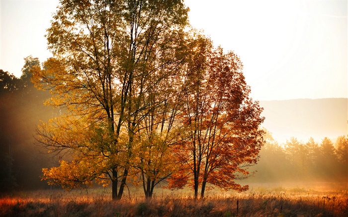 秋天，早晨，樹木，霧 桌布 圖片
