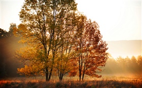 秋天，早晨，樹木，霧 高清桌布