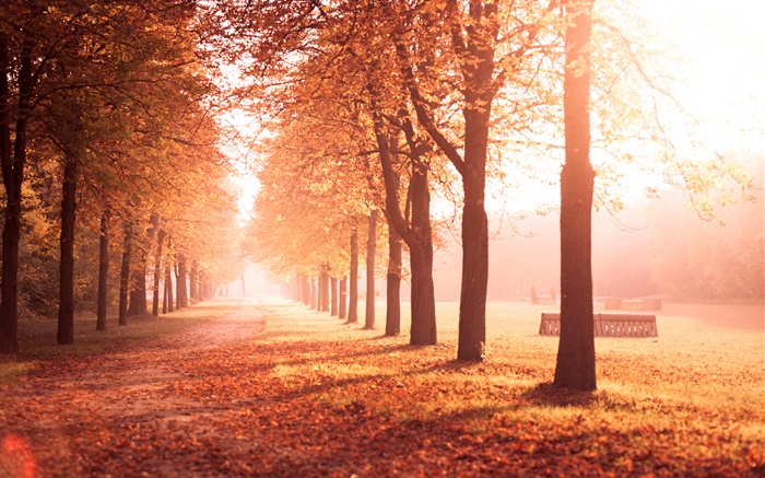 秋天的公園，樹木，道路，黃色的葉子 桌布 圖片