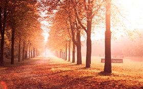 秋天的公園，樹木，道路，黃色的葉子 高清桌布
