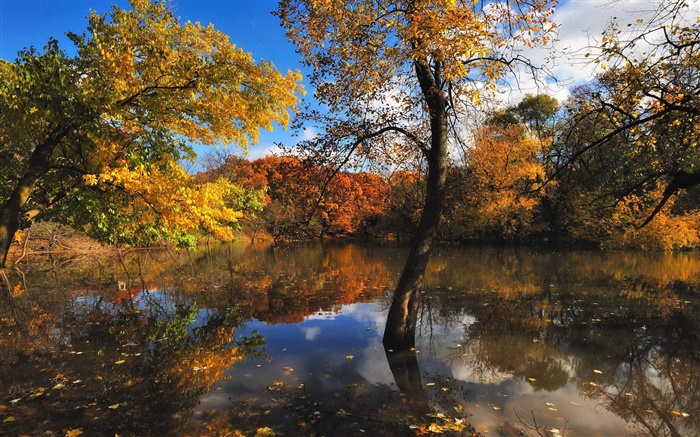 秋天，池塘，樹木，水中的倒影 桌布 圖片