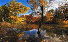 秋天，池塘，樹木，水中的倒影