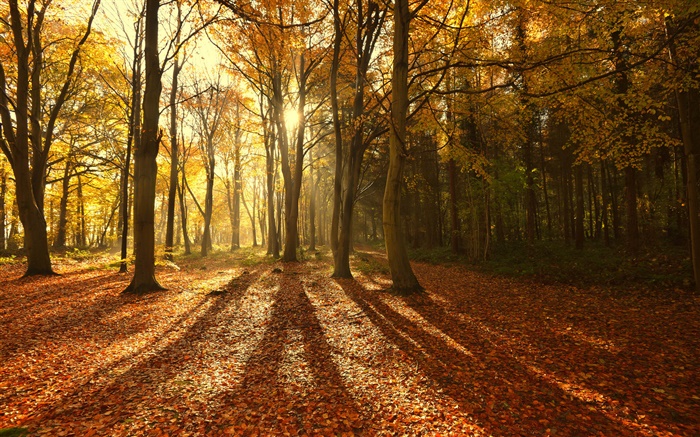 秋天，紅葉，早上，樹木，太陽光線 桌布 圖片