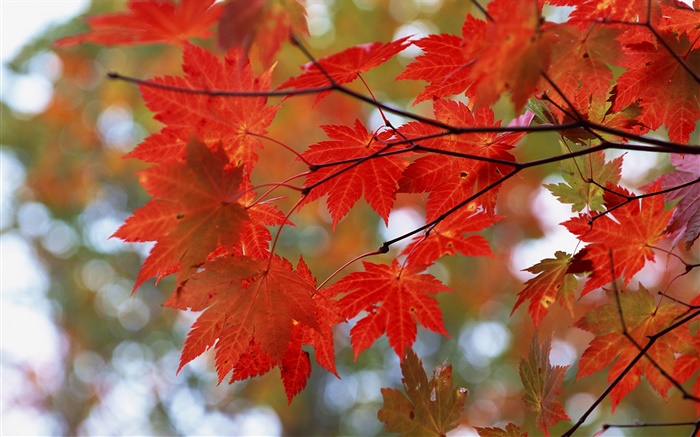 秋天，紅葉，樹枝 桌布 圖片