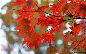 秋天，紅葉，樹枝 高清桌布