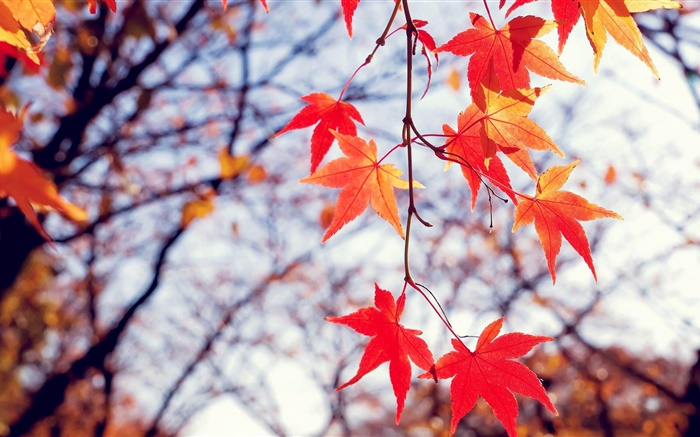 秋天，楓葉紅，樹枝 桌布 圖片