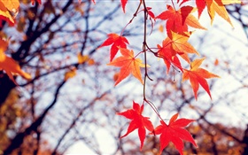 秋天，楓葉紅，樹枝