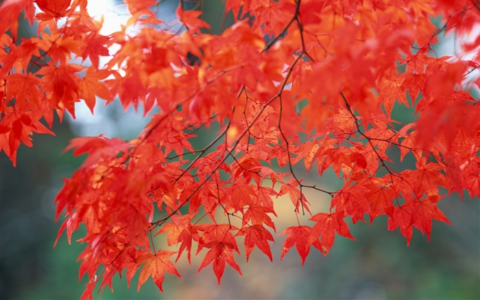 秋天的風景，楓葉，紅色 桌布 圖片