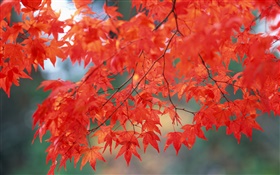 秋天的風景，楓葉，紅色 高清桌布