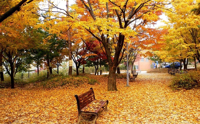 秋天，樹木，樹葉，公園，長凳 桌布 圖片