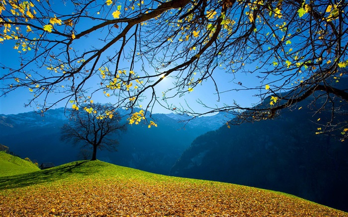 秋天，樹，山，藍天，太陽光線 桌布 圖片