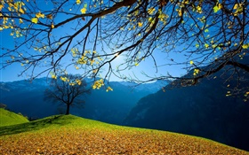 秋天，樹，山，藍天，太陽光線 高清桌布