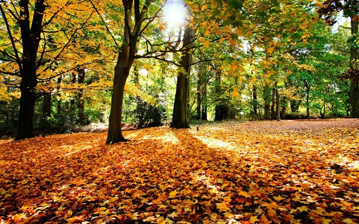 秋天，樹，紅葉，陽光 桌布 圖片