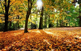 秋天，樹，紅葉，陽光 高清桌布