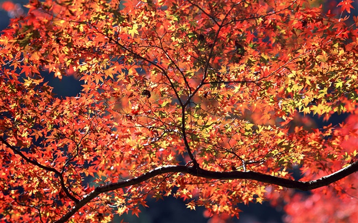 秋天的樹木，紅葉 桌布 圖片