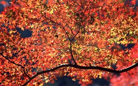 秋天的樹木，紅葉 高清桌布