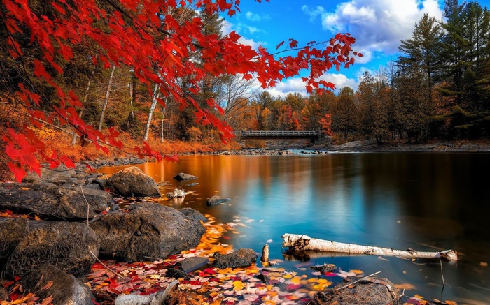 秋天，樹木，河流，橋樑 桌布 圖片