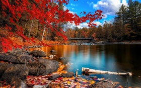 秋天，樹木，河流，橋樑 高清桌布