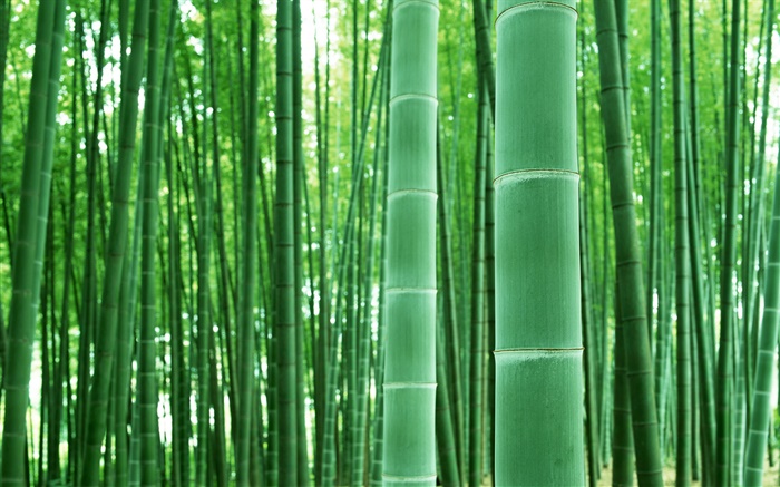 竹林，樹枝，綠色 桌布 圖片
