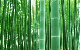 竹林，樹枝，綠色