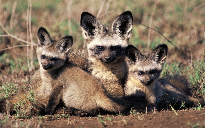 蝙蝠耳狐，非洲 桌布 圖片