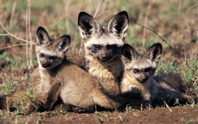 蝙蝠耳狐，非洲 高清桌布