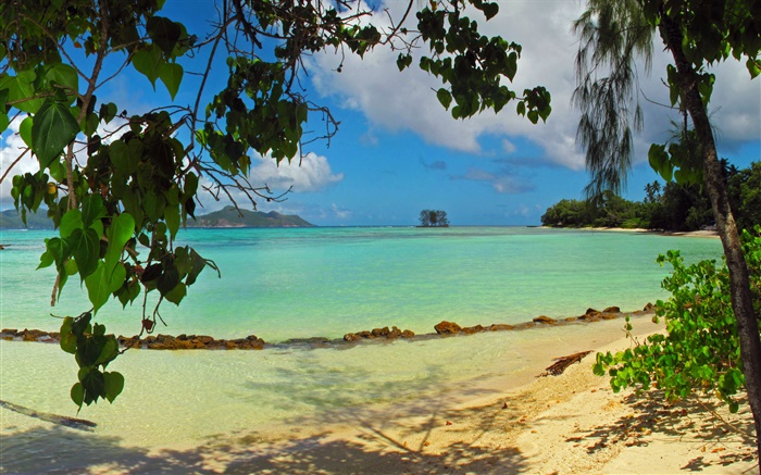 沙灘，樹木，海，塞舌爾島 桌布 圖片