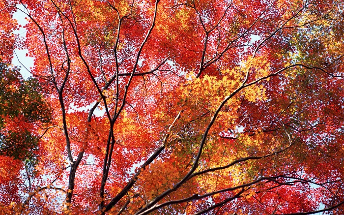美麗的秋天，紅葉，樹木 桌布 圖片