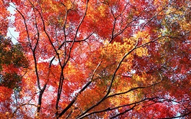 美麗的秋天，紅葉，樹木