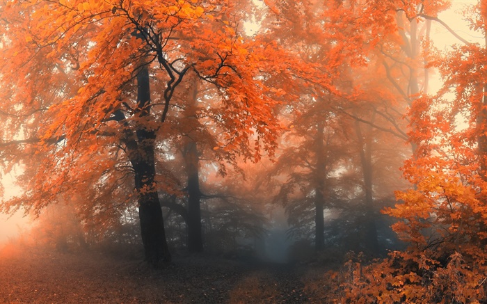美麗的秋天，樹木，紅葉 桌布 圖片