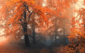 美麗的秋天，樹木，紅葉 高清桌布