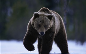 黑熊 高清桌布