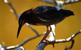 黑羽鳥，樹枝 高清桌布